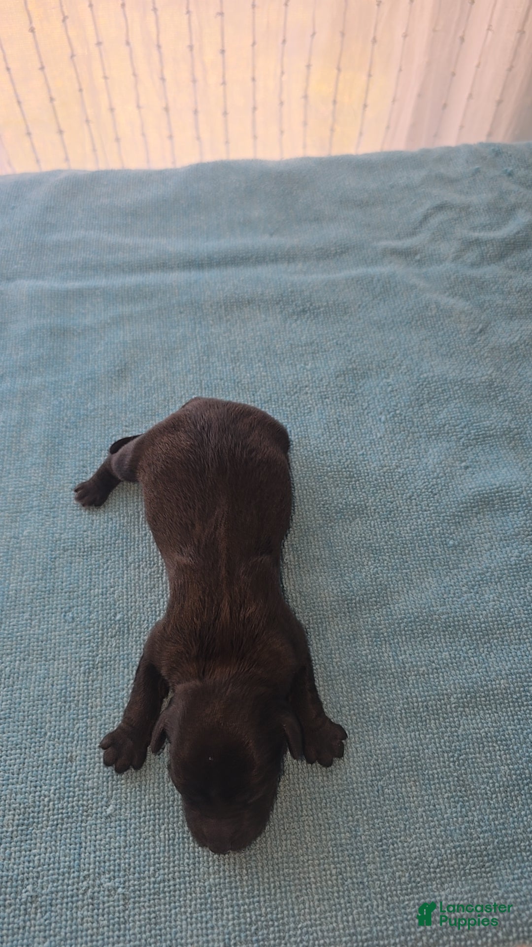 Mixed Breed dogs for sale: Tilly - Ad 5