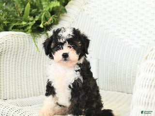 Teddy Bear dogs - Ad 30