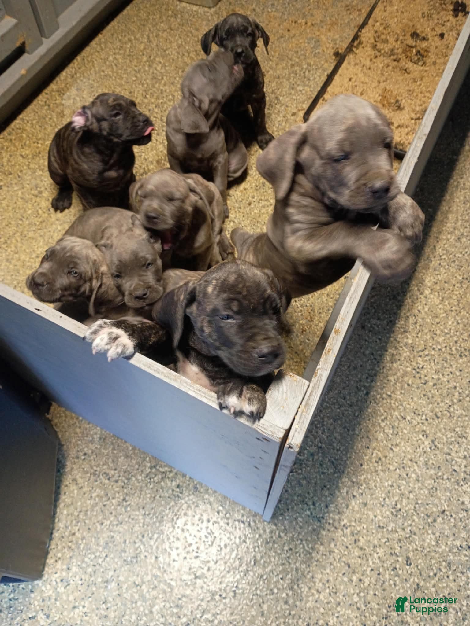 Cane Corso dogs Cane Corso 5 - Ad 31
