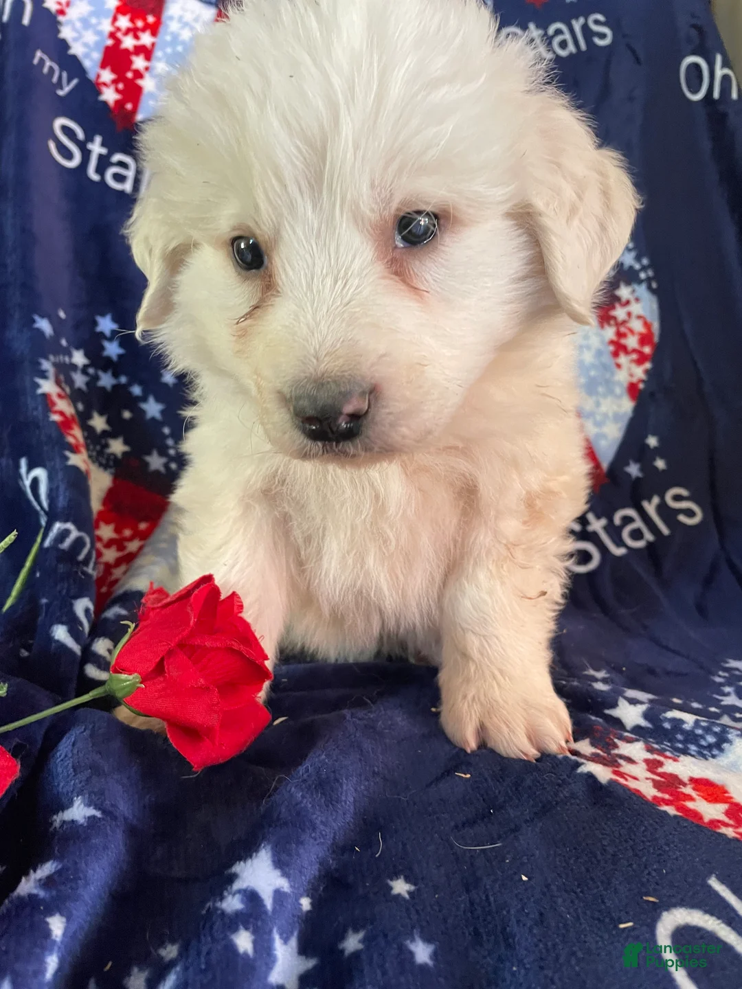 Great Pyrenees dogs for sale: Moose - Ad 4