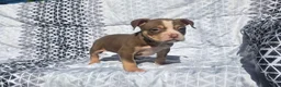 American Bully dogs for sale: Male 1 - Ad 1