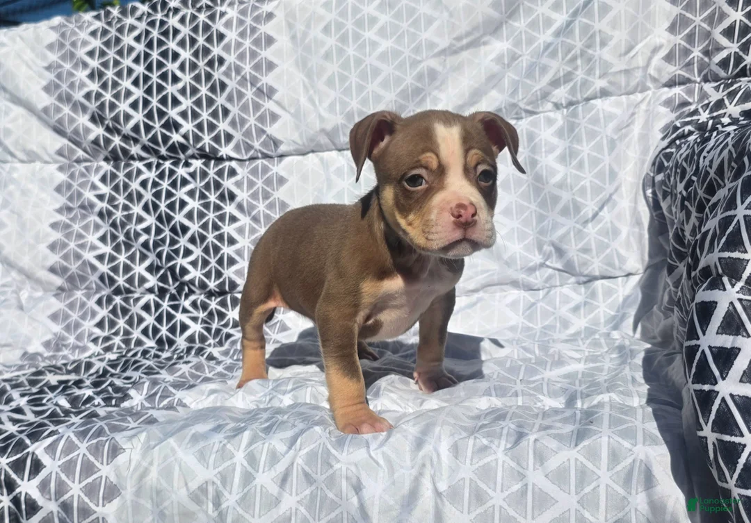 American Bully dogs for sale: Male 1 - Ad 1
