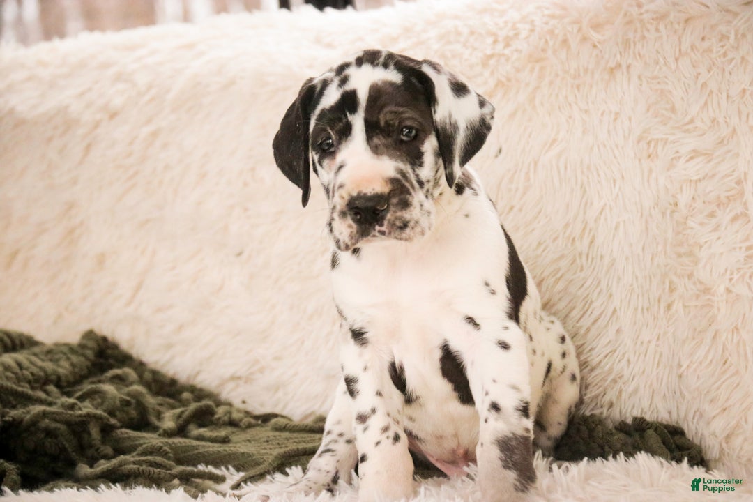 Great Dane dogs for sale: Gordon - Ad 3