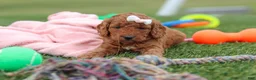 Mini Goldendoodle dogs for sale: Tonya - Ad 8