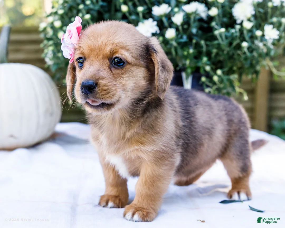Mixed Breed dogs for sale: Daisy - Ad 1