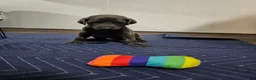 Doberman Pinscher dogs for sale: Doberman Pinscher 4 - Ad 3