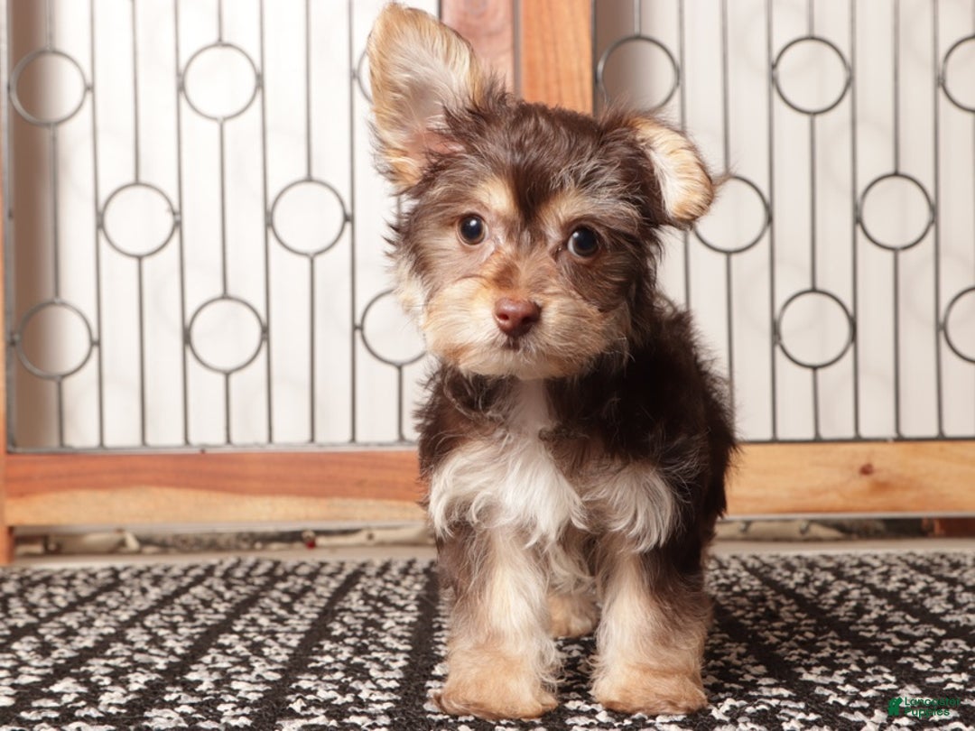 Yorkiepoo dogs for sale: Bruce Chocolate Male Yorkie-Poo - Ad 4