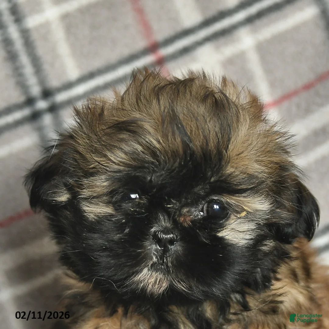 Shih Tzu dogs for sale: Whisper - Ad 5