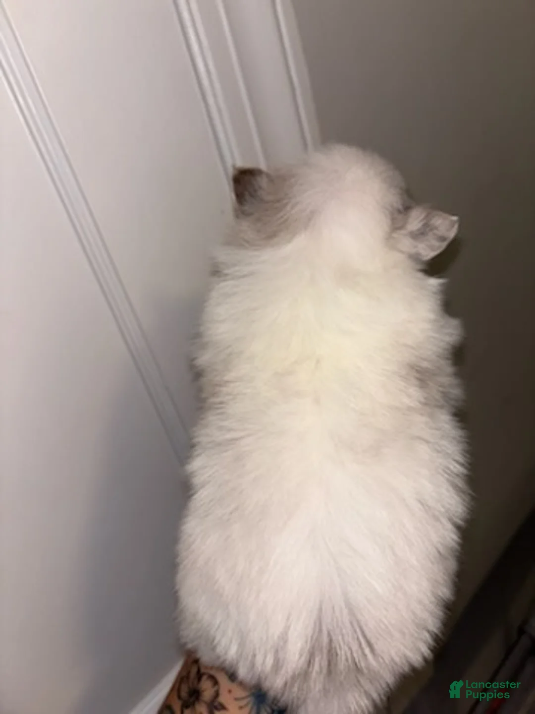 Pomeranian dogs for sale: Pomeranian 2 - Ad 2
