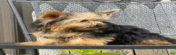 Yorkshire Terrier dogs for sale: Nicole Yorkshire Terrier  - Ad 19