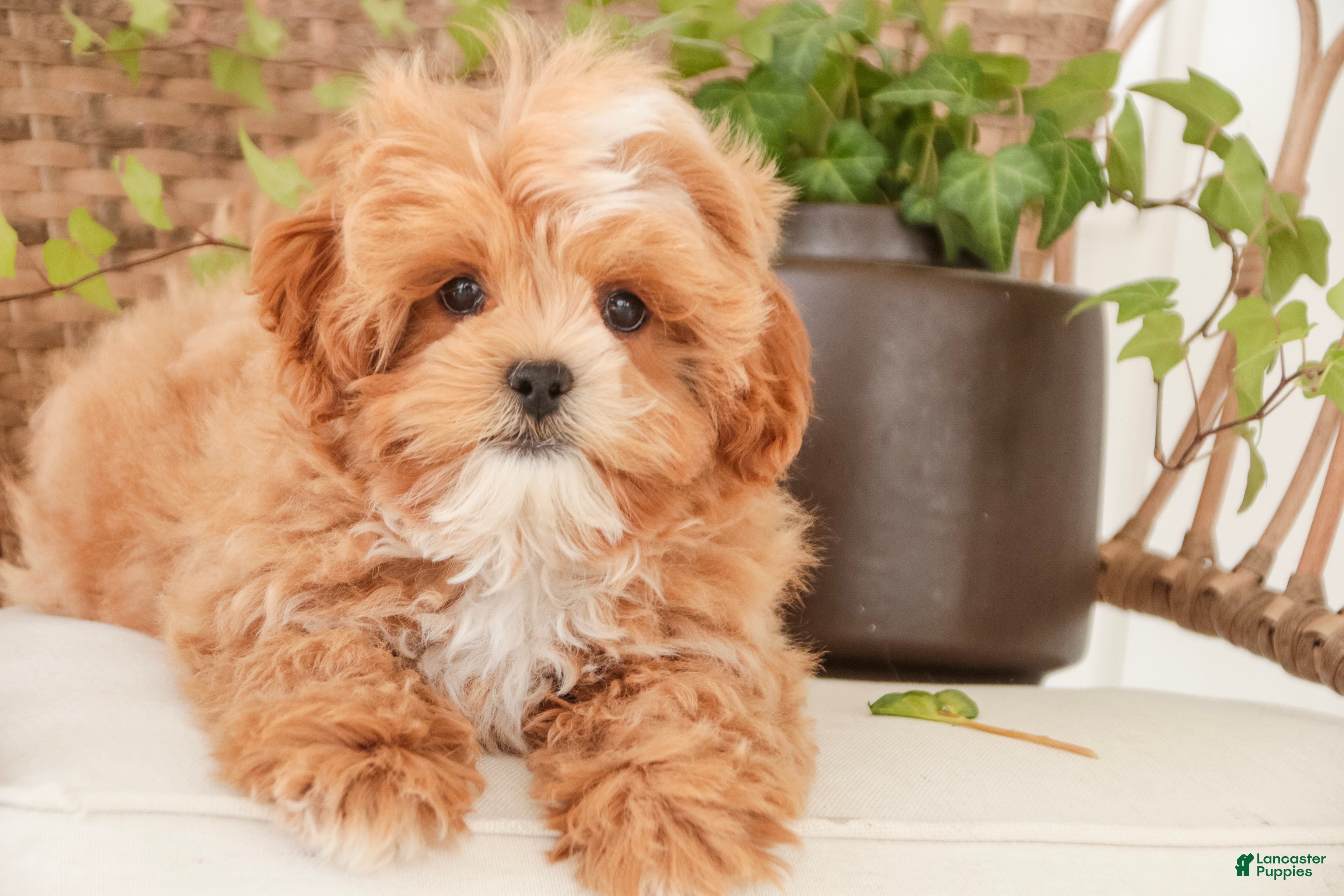 Shihpoo dogs Bowie - Ad 1