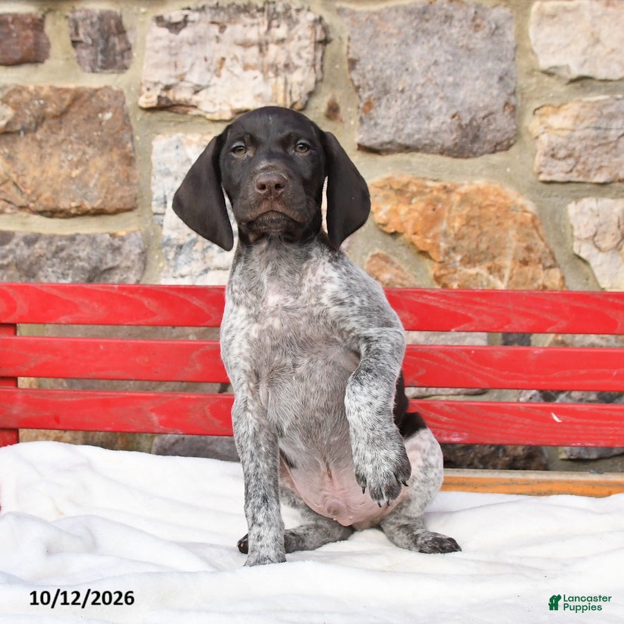 German Shorthaired Pointer dogs for sale: Muffin - Ad 2