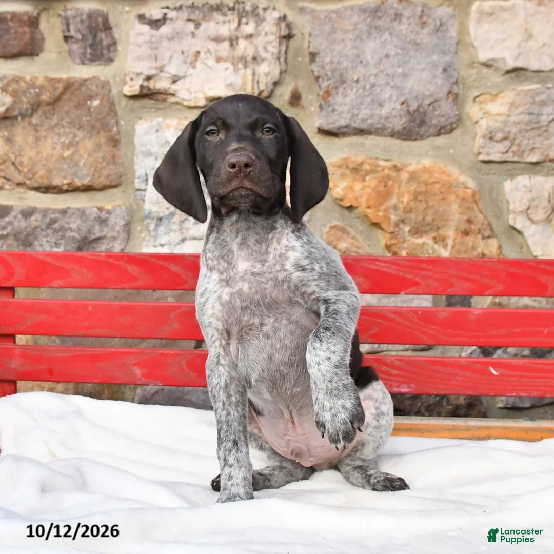 German Shorthaired Pointer dogs for sale: Muffin - Ad 2