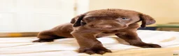 Labrador Retriever dogs for sale: Bear - Ad 3