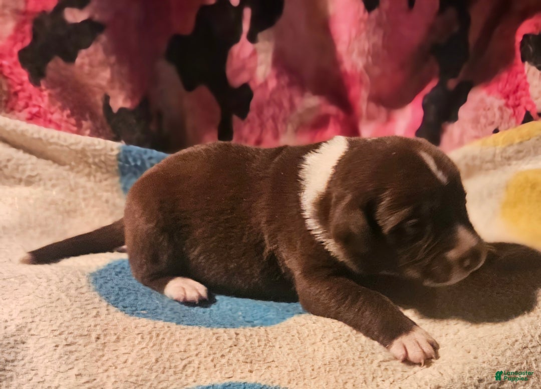 Border Collie dogs for sale: Bailey - Ad 4