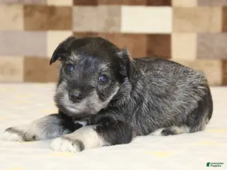 Miniature Schnauzer dogs for sale: Miniature Schnauzer Puppy 4 - Ad 2