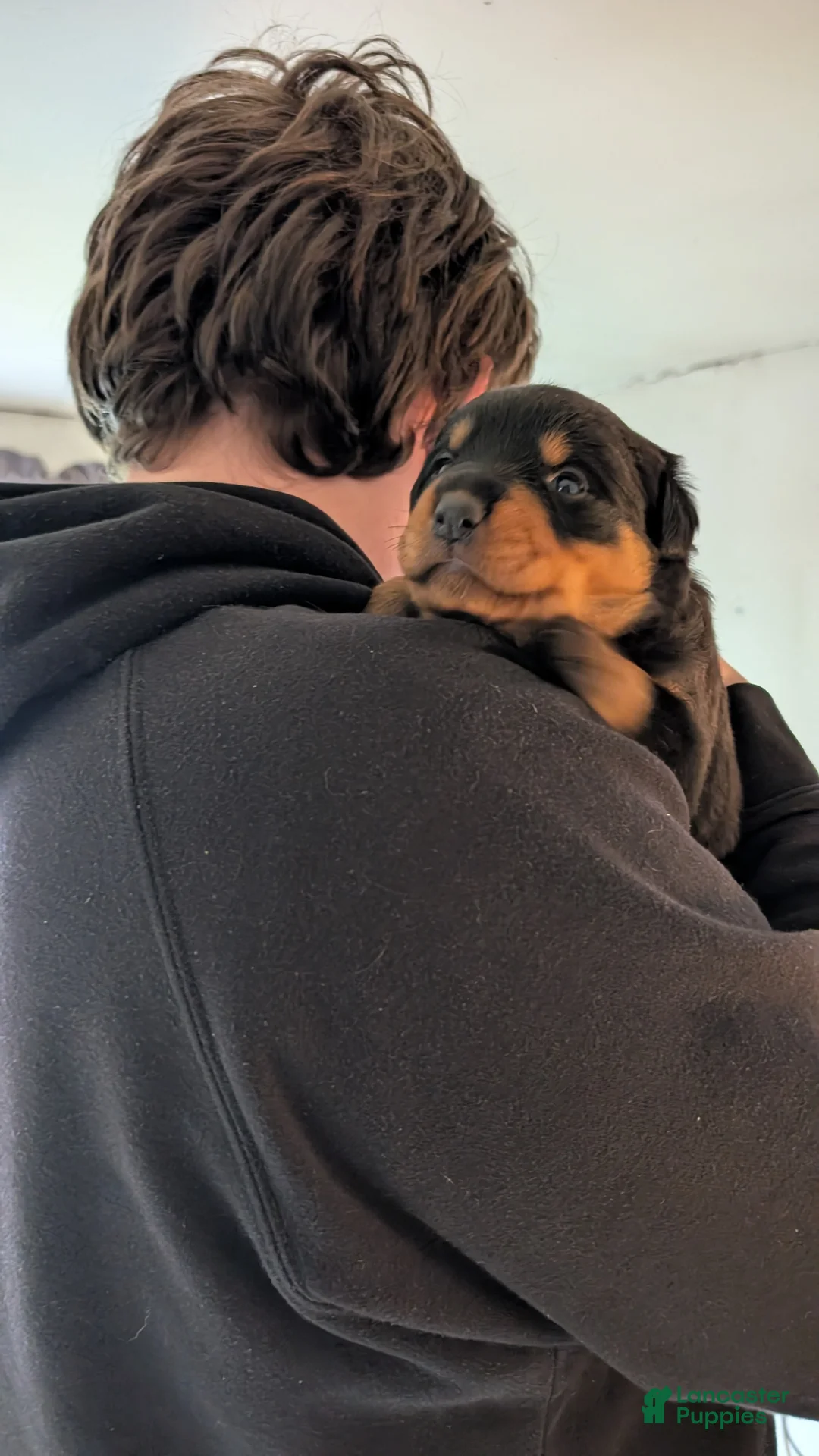 Rottweiler dogs for sale: Rottweiler Puppy 4 - Ad 1