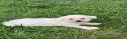 Bichpoo dogs for sale: Bear  - Ad 1