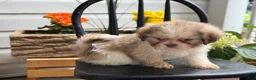 Shih Tzu dogs for sale: Jasper - Ad 5