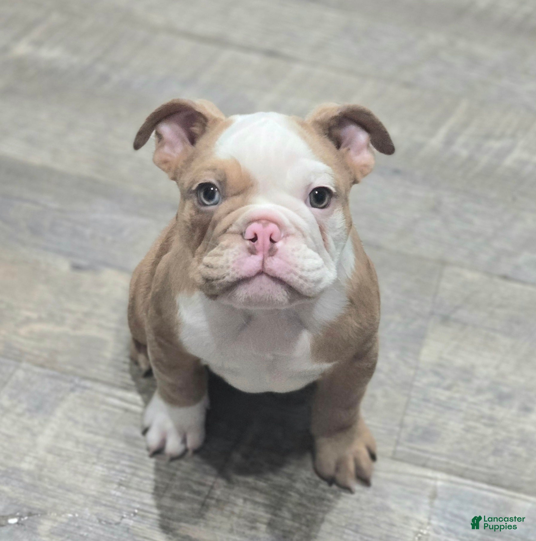 English Bulldog dogs 🌙🩵Moonpie🩵🌙 - Ad 1