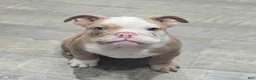 English Bulldog dogs for sale: 🌙🩵Moonpie🩵🌙 - Ad 5