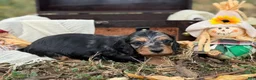 Miniature Dachshund dogs for sale: SILKY DAPPLE  - Ad 2