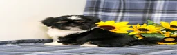 Shih Tzu dogs for sale: Buster - Ad 1