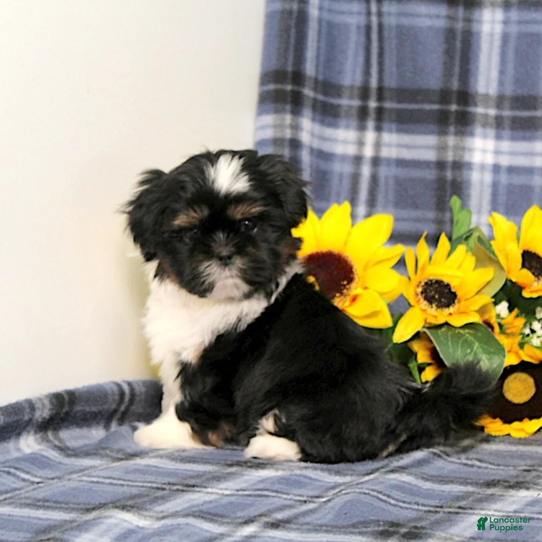 Shih Tzu dogs for sale: Buster - Ad 1