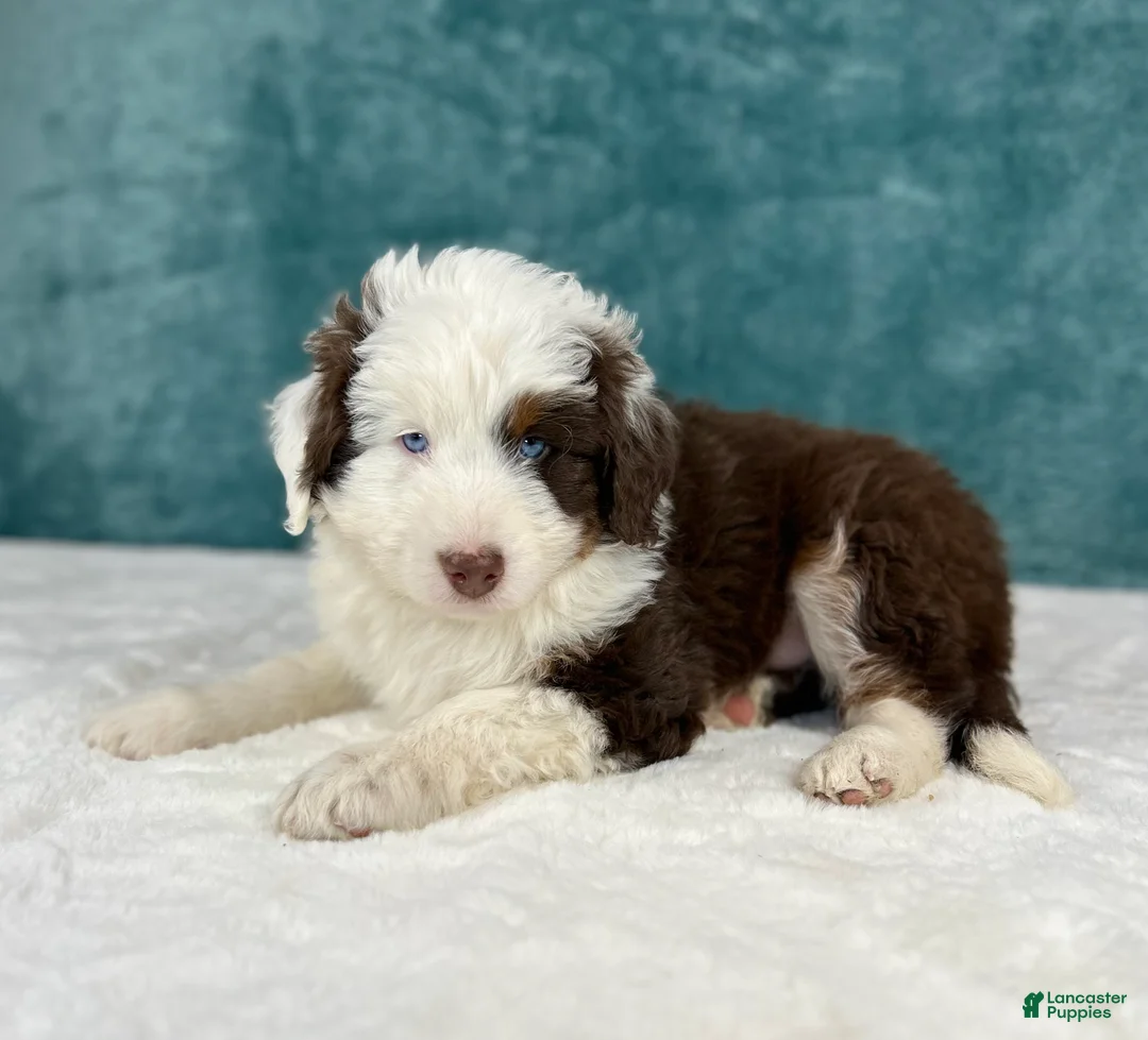 Aussiedoodle dogs for sale: Bear - Ad 1