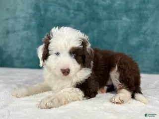 Aussiedoodle dogs Bear - Ad 14