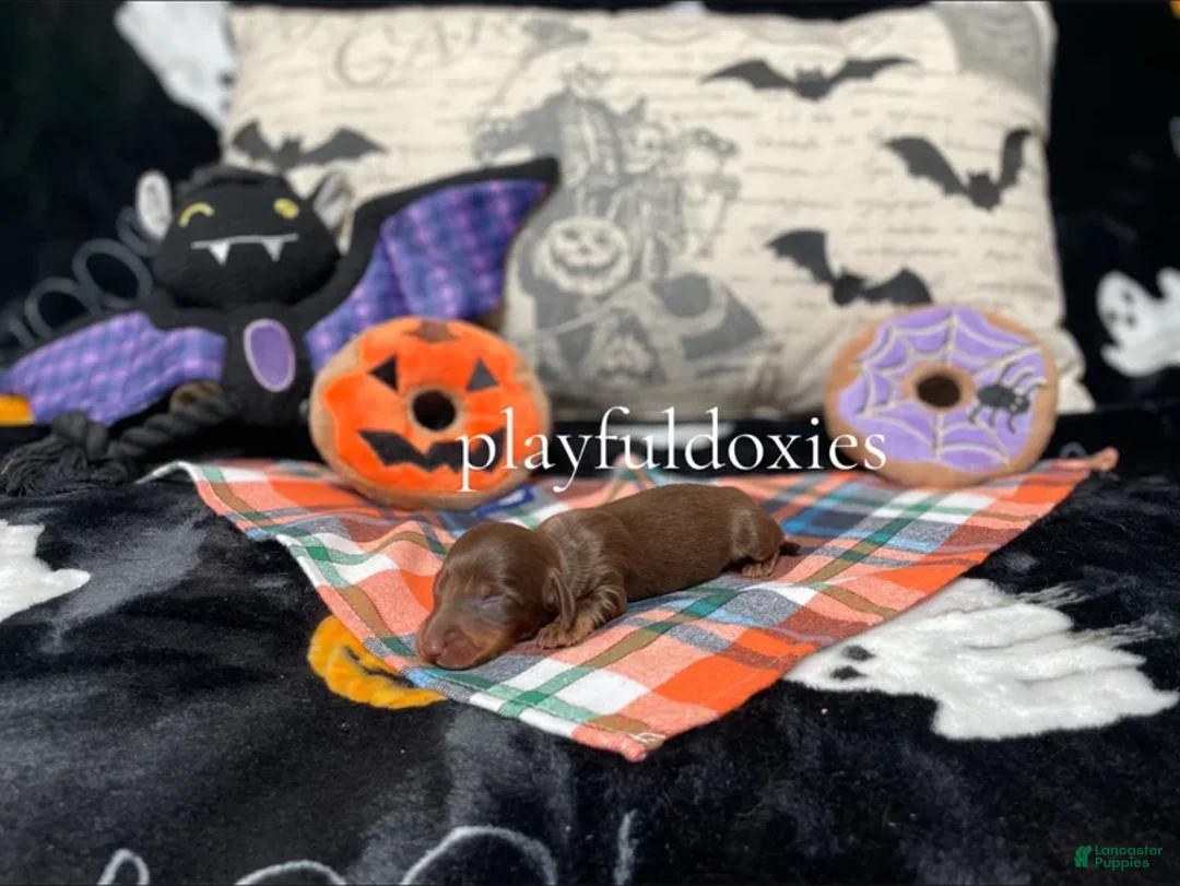 Miniature Dachshund dogs for sale: Ravioli's Chocolate & Tan Girl - Ad 3