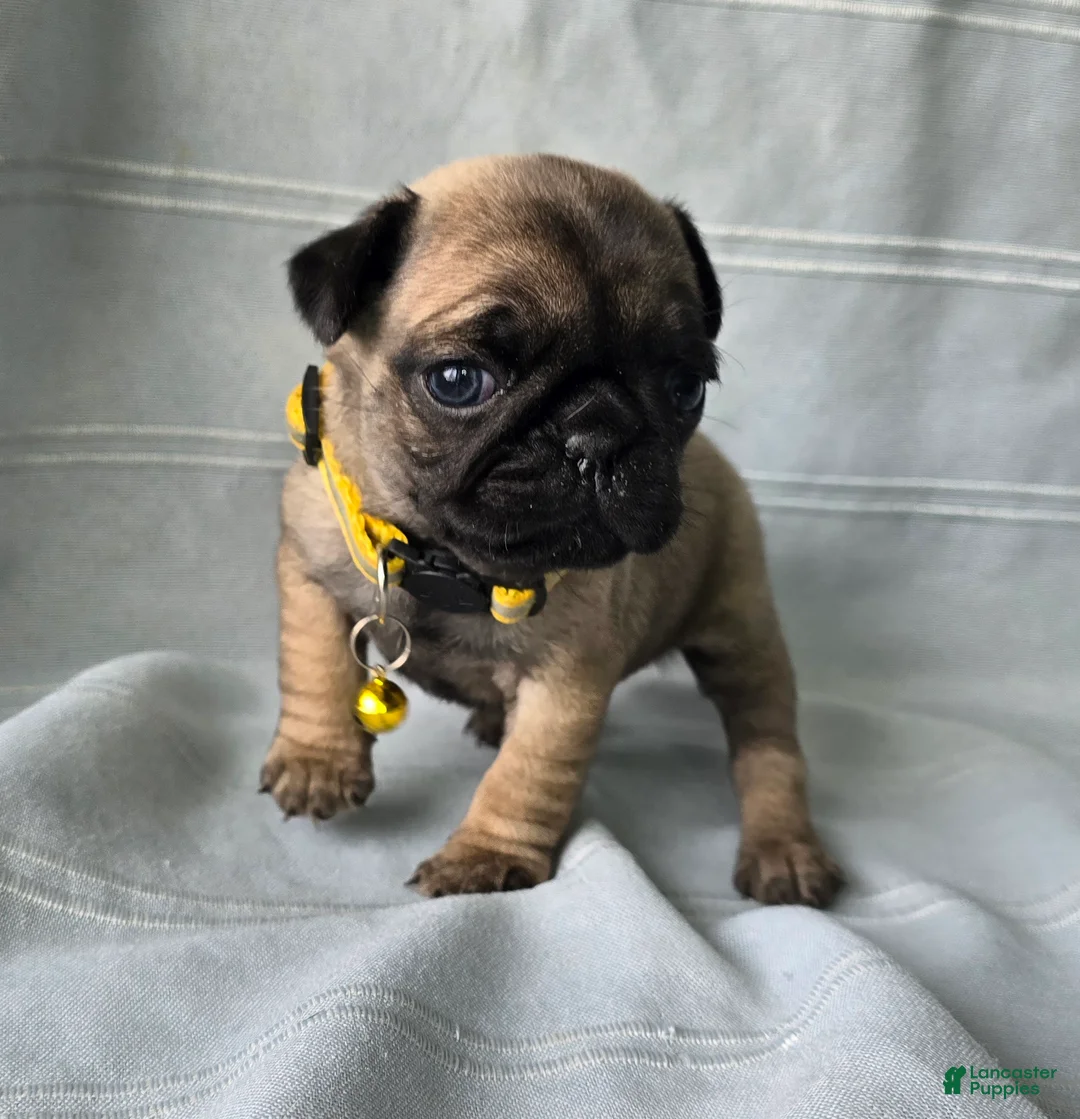 Pug dogs for sale: Jeannie - Ad 6