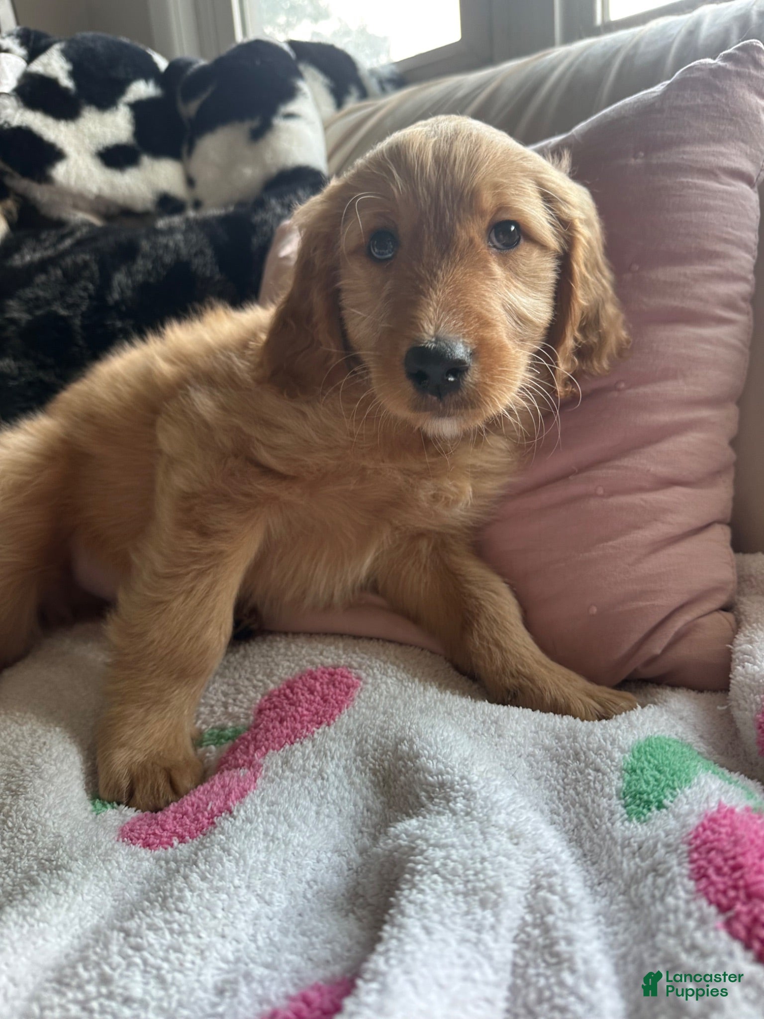 Mixed Breed dogs Emo - Ad 2