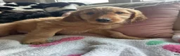 Mixed Breed dogs for sale: Emo - Ad 1