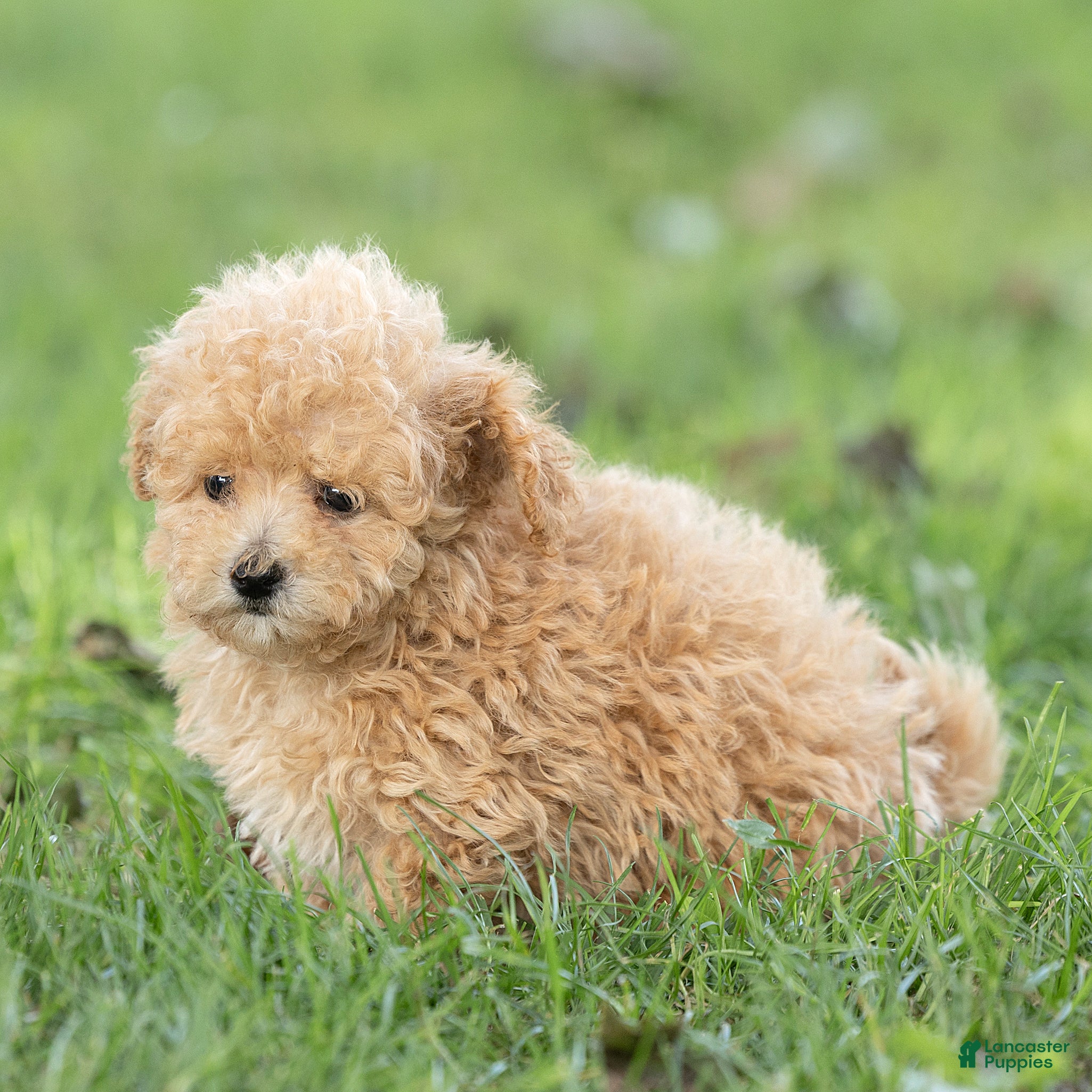 Maltipoo dogs Winston Maltipoo  - Ad 2