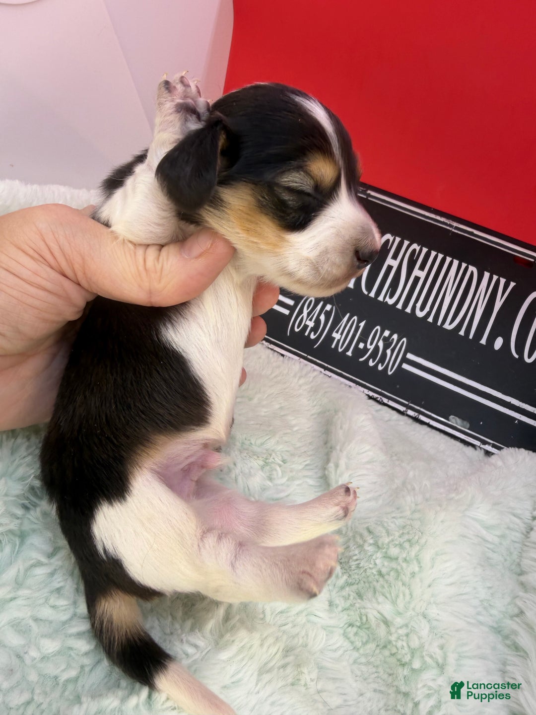 Miniature Dachshund dogs for sale: S.African/Russian Pie cream points - Ad 5