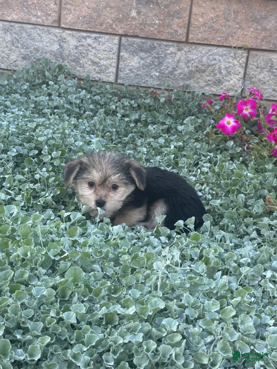 Shorkie dogs for sale: Addison - Ad 3