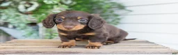 Miniature Dachshund dogs for sale: Maisie - Ad 2