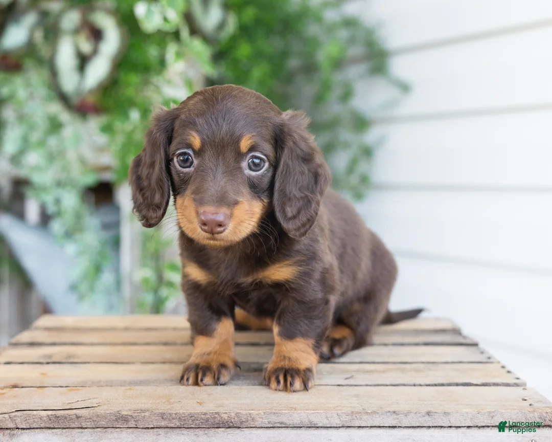Miniature Dachshund dogs for sale: Maisie - Ad 2