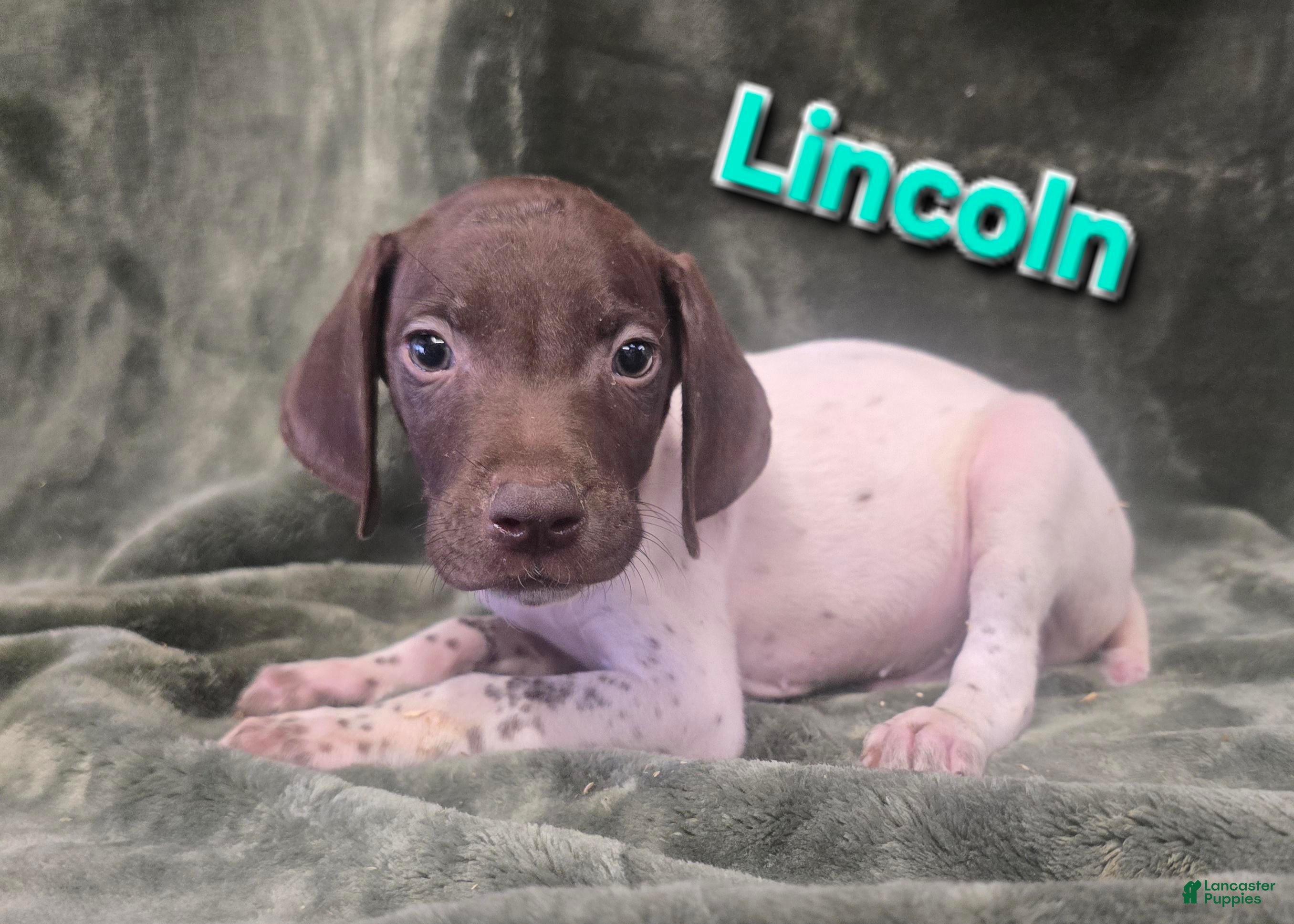 German Shorthaired Pointer dogs LINCOLN - Ad 22