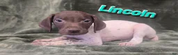 German Shorthaired Pointer dogs for sale: LINCOLN - Ad 1