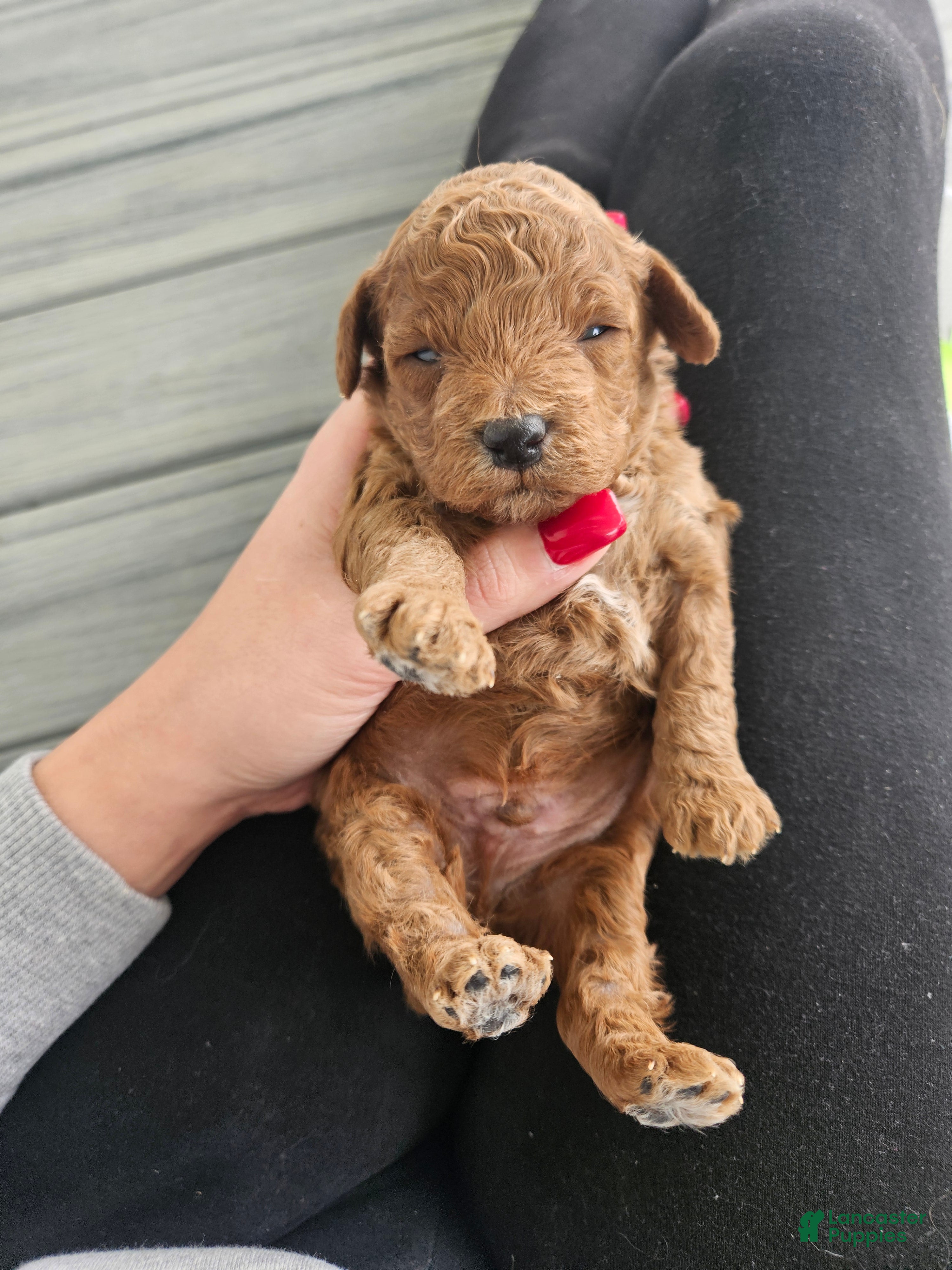 Cavapoo dogs Sully - Ad 26