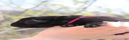 Newfoundland dogs for sale: Katydid - Ad 7