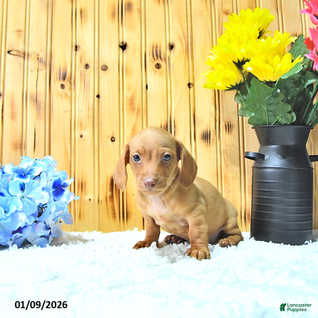 Miniature Dachshund dogs for sale: Milo - Ad 4