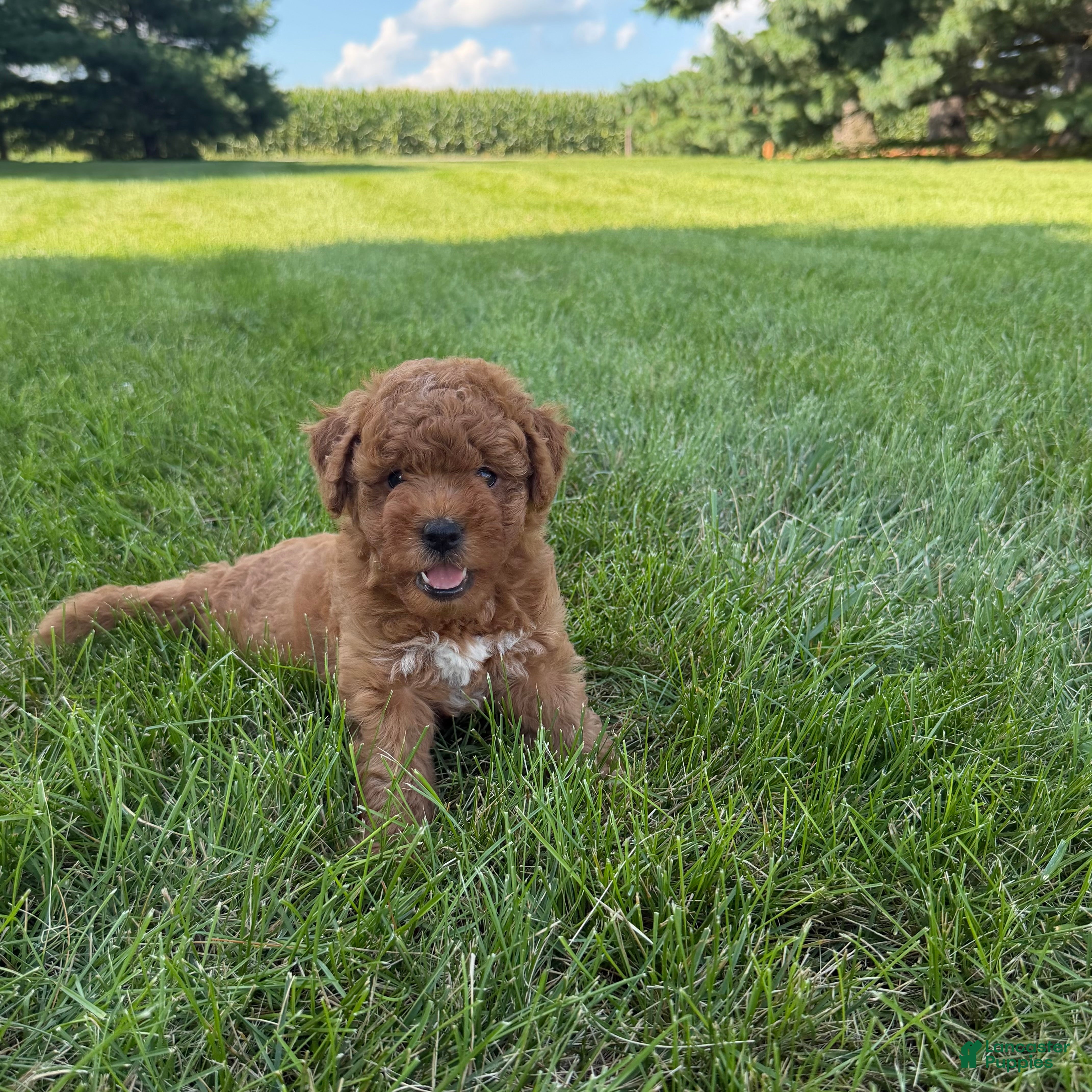 Mini Goldendoodle dogs Lollipop Mini Goldendoodle  - Ad 1