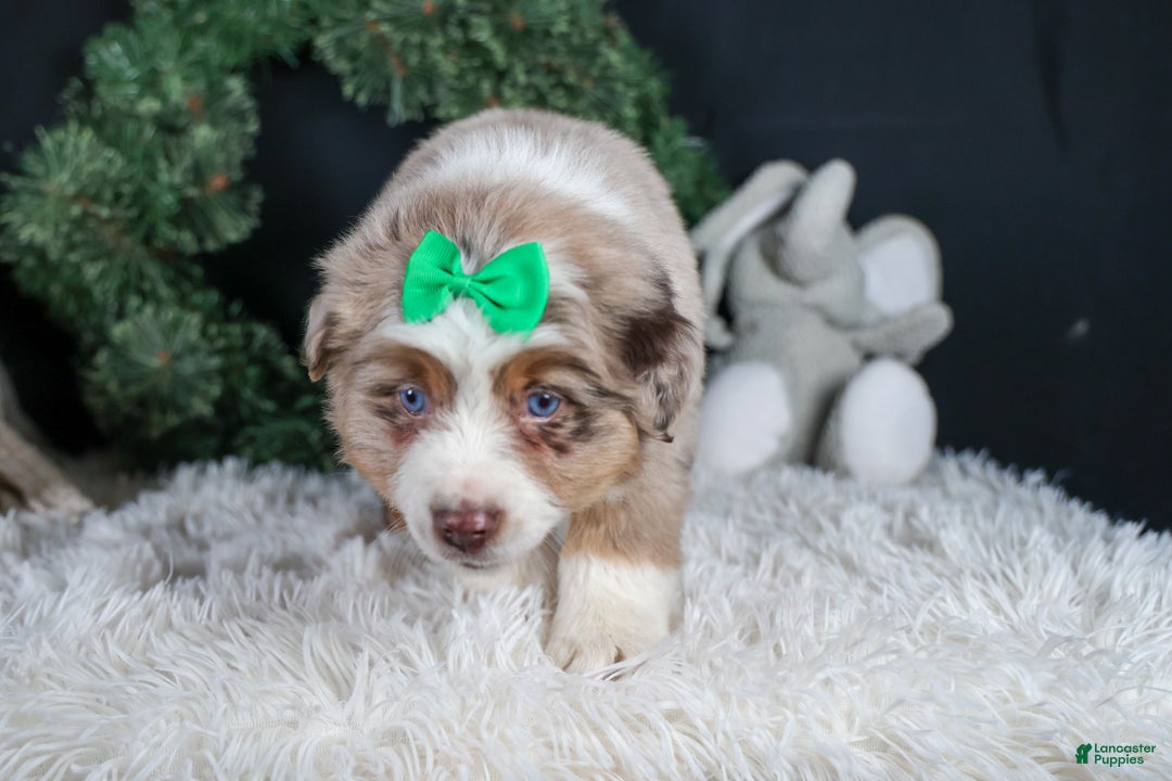 Miniature Australian Shepherd dogs for sale: SAMMY - Ad 7