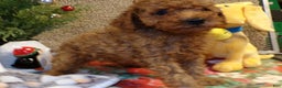 Miniature Poodle dogs for sale: Miniature Poodle Puppy 3 Chester - Ad 2