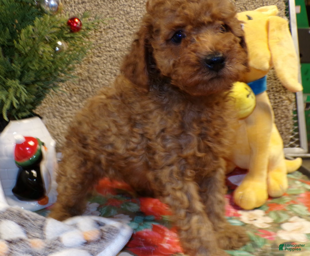 Miniature Poodle dogs for sale: Miniature Poodle Puppy 3 Chester - Ad 2