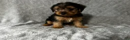 Yorkshire Terrier dogs for sale: Yorkshire Terrier 2 - Ad 2