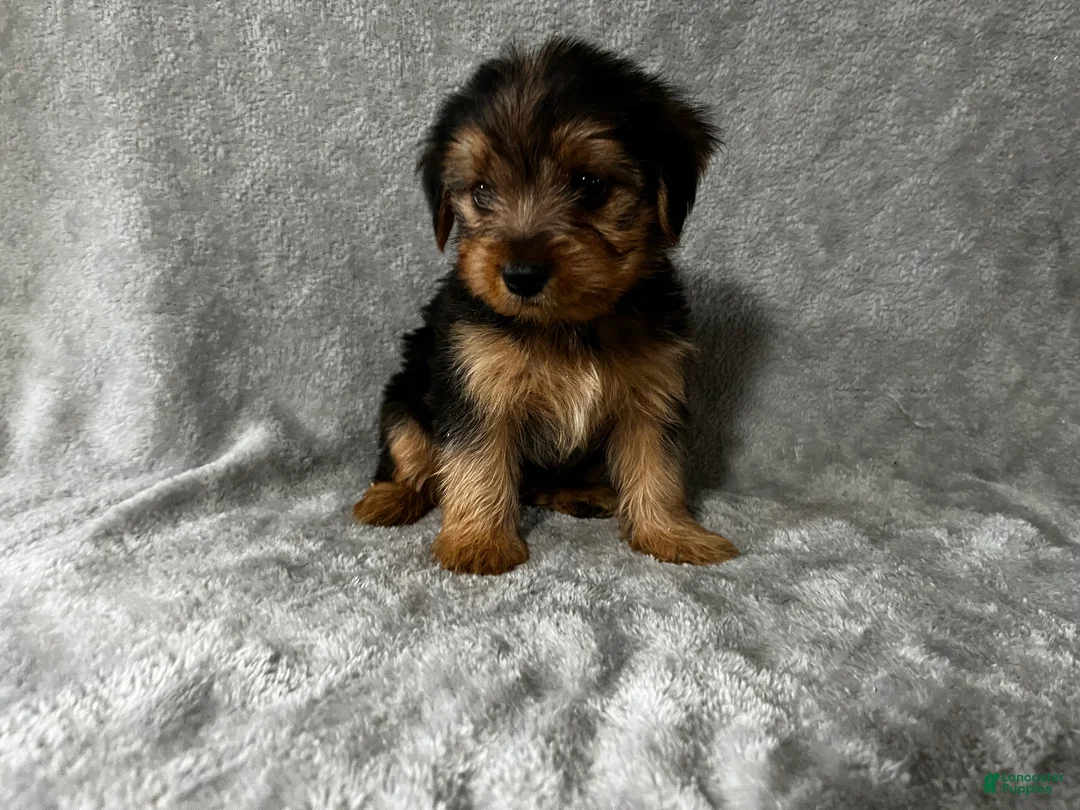 Yorkshire Terrier dogs for sale: Yorkshire Terrier 2 - Ad 2